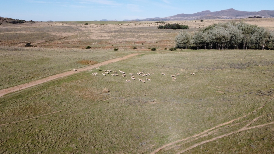 Commercial Property for Sale in Paul Roux Free State